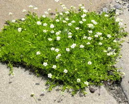 Мшанка шиловидная (Sagina subulata)