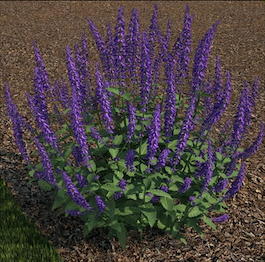 Шалфей дубравный «Caradonna» (Salvia nemorosa «Caradonna»)