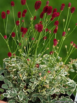Кровохлебка малая «Little Angel» (Sanguisorba minor «Little Angel»)