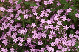 Мыльнянка базиликолистная (Saponaria ocymoides)