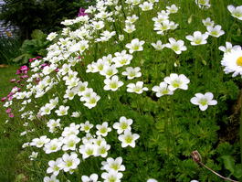 Камнеломка Арендса (Saxifraga arendsii)