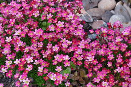 Камнеломка Арендса Пурпурмантель (Saxifraga arendsii Purpurmantel)