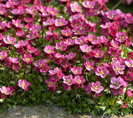 Камнеломка арендса «Rosenzwerg» (Saxifraga arendsii «Rosenzwerg»)