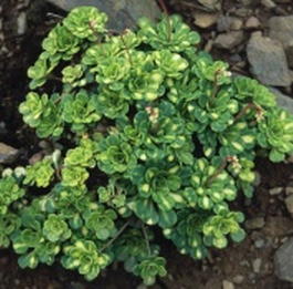 Камнеломка теневая «Вариегата» (Saxifraga umbrosa «Variegata»)