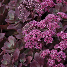 Очиток гибридный Sunsparkler «Firecracker» (Sedum hybridum Sunsparkler «Firecracker»)