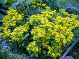 Очиток камчатский (Sedum kamtschaticum)