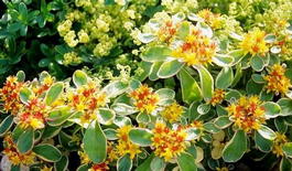 Очиток камчатский Variegatum (Sedum kamtschaticum Variegatum)