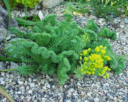 Очиток отогнутый (Sedum reflexum)