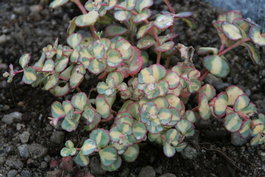 Очиток Зибольда «Mediovariegatum» (Sedum sieboldii «Mediovariegatum»)