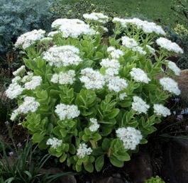 Очиток видный «Iceberg» (Sedum spectabile «Iceberg»)