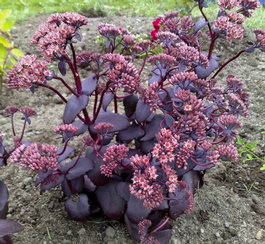 Очиток видный «Jose Aubergine» (Sedum spectabile «Jose Aubergine»)