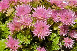Очиток ложный (Sedum spurium)