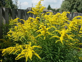 Золотарник обыкновенный (Solidago virgaurea)