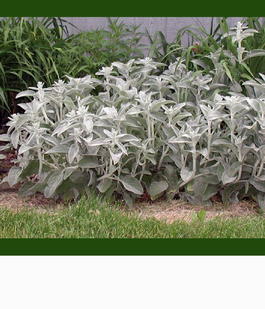 Чистец шерстистый (Stachys lanata)
