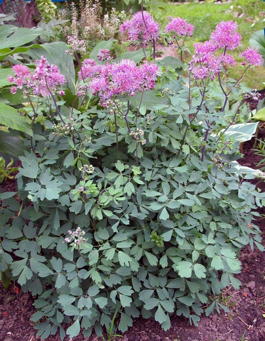 Василистник водосборолистный (Thalictrum aquilegifolium)