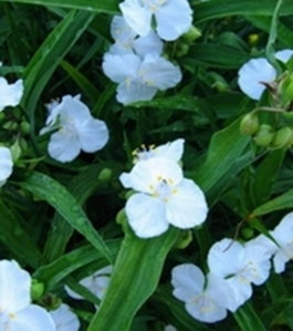 Традесканция Андерсона «Alba» (Tradescantia Andersoniana «Alba»)