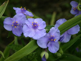 Традесканция Андерсона «Blue» (Tradescantia Andersoniana «Blue»)