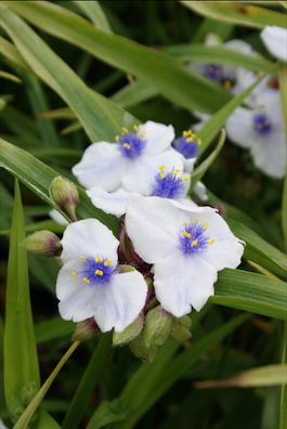 Традесканция Андерсона «Osprey» (Tradescantia andersonia «Osprey»)