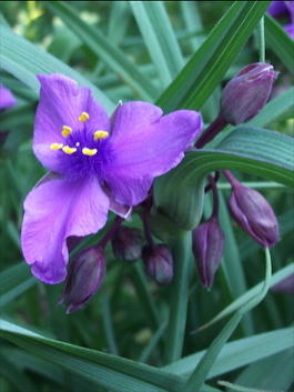 Традесканция Андерсона «Concord Grape» (Tradescantia andersoniana «Concord Grape»)