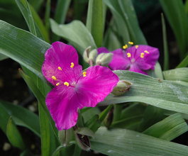 Традесканция Андерсона «Karminglut» (Tradescantia andersoniana «Karminglut»)