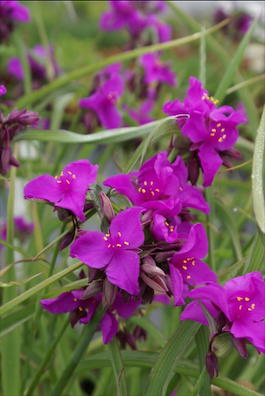 Традесканция Андерсона «Red Grape» (Tradescantia andersoniana «Red Grape»)