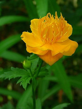 Купальница китайская «Золотая королева» (Trollius chinensis «Golden Queen»)