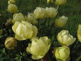 Купальница культурная «Cheddar» (Trollius x cultorum «Cheddar»)