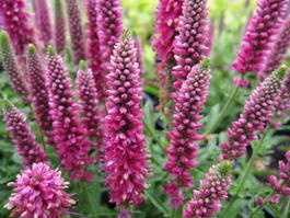 Вероника колосистая «Heidekind» (Veronica spicata «Heidekind»)