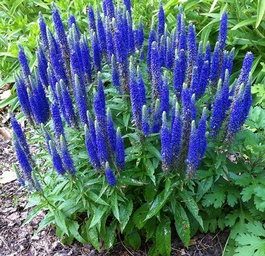 Вероника колосковая «Nana Blauteppich» (Veronica spicata «Nana Blauteppich»)