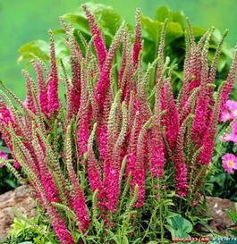 Вероника колосистая «Rotfuchs» (Veronica spicata «Rotfuchs»)