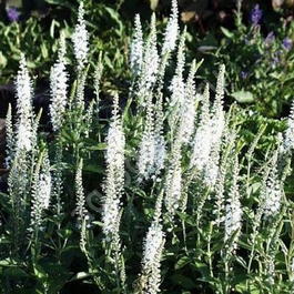 Вероника колосистая «Snow Pearl» (Veronica spicata «Snow Pearl»)