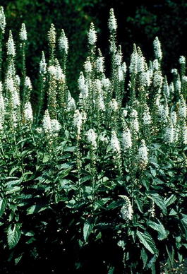 Вероника колосковая «Альба» (Veronica spicata «Alba»)