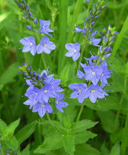 Вероника широколистная, или Вероника большая (Veronica teucrium)