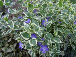 Барвинок большой «Variegata» (Vinca major «Variegata»)
