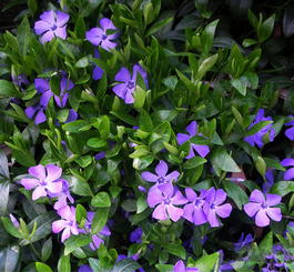 Барвинок малый (Vinca minor)