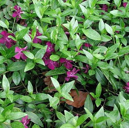 Барвинок малый «Atropurpurea» (Vinca minor «Atropurpurea»)
