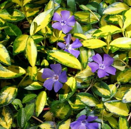 Барвинок малый «Иллюминэйшн» (Vinca minor «Illumination»)