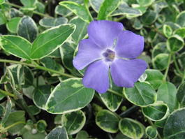 Барвинок малый «Ralph Shugert» (Vinca minor «Ralph Shugert»)