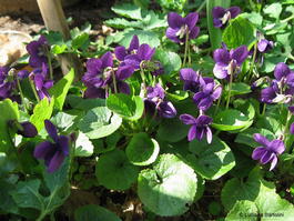 Фиалка душистая «Царь» (Viola odorata «Tsar»)