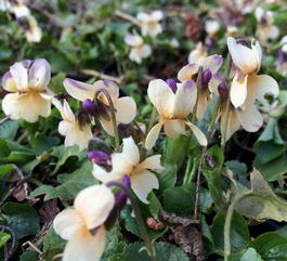 Фиалка душистая «Vanilla» (Viola odorata «Vanilla»)