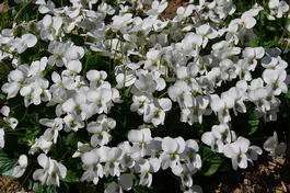 Фиалка сестринская (Viola sororia)