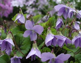 Фиалка сестринская «Blue Diamond» (Viola sororia «Blue Diamond»)