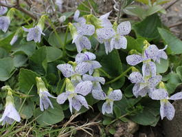 Фиалка сестринская «Freckles» (Viola sororia «Freckles»)