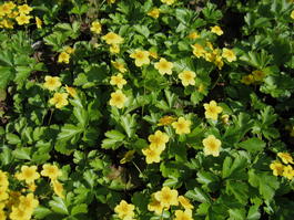 Вальдштейния тройчатая (Waldsteinia ternate)