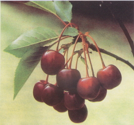 Вишня обыкновенная Антрацитовая (Cerasus vulgaris Antratsytovaya)