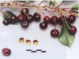 Вишня обыкновенная Брюнетка (Cerasus vulgaris Bryunetka)