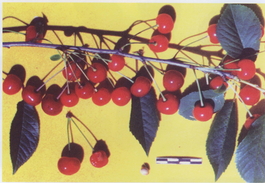 Вишня обыкновенная Булатниковская (Cerasus vulgaris Bulatnikovskaya)
