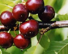 Вишня обыкновенная «Бусинка» (Cerasus vulgaris «Businka»)