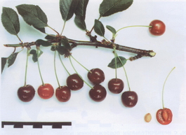 Вишня обыкновенная Быстринка (Cerasus vulgaris Bystrinka)