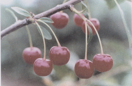 Вишня обыкновенная Десертная Волжская (Cerasus vulgaris Desertnaya volzhskaya)